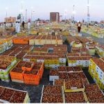 المدينة المنورة سوق التمور