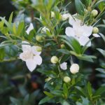 Myrtle