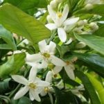 البرتقال المر زهرة Citrus aurantium