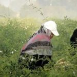 قطف الياسمين قبل شروق الشمس