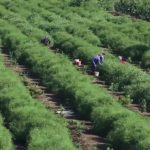 خطوط ياسمين شبرا بلولا