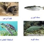 من حيوانات حوض أرغين البحرية والبرية