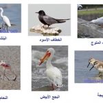 من طيور حوض أرغين 1