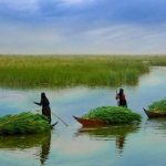 أهوار العراق