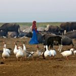 الجوامس والإوز والناس تتعايش في بيئة الأهوار