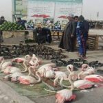 بيع طيور الفلامنجو في الأسواق