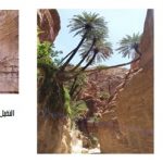 3 وادي الغوير في محمية ضانا (2)