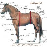 أجزاء جسم الحصان