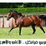 الحصان فرانكل ..أسرع واغلى حصان عرفه العالم