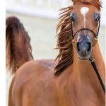 الخيل العربي