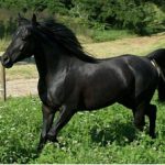 الخيل العربي 3