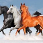 الخيول العربية التي يراهن عليها العالم
