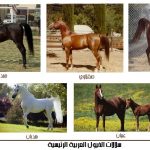 سلالات الخيول العربية