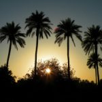 شروق الشمس على نخيل العراق