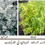 نباتات الساعة النباتية في الإسكندرية