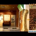 متاحف عربية | تاريخ وحضارة في متاحف عُمان والإمارات (6)