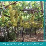 زراعة الاشجار