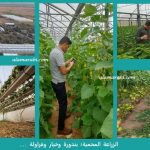 زراعة محمية